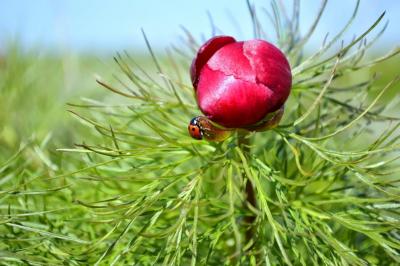 Прикрепленное изображение: тюльпаны.JPG